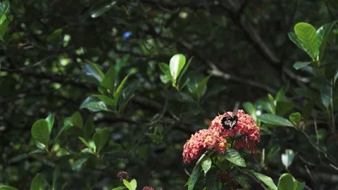 Closeup of a bee flying on many small red flowers Video stock 155273555