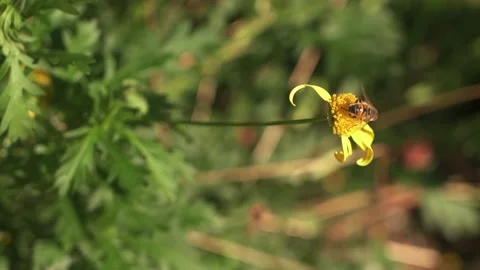 Closeup of a bee flying on a yellow flower Video stock 155273560