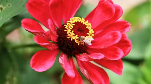 Closeup Of Bee Gathering Pollen On Red Flower Vídeos de archivo 67162047