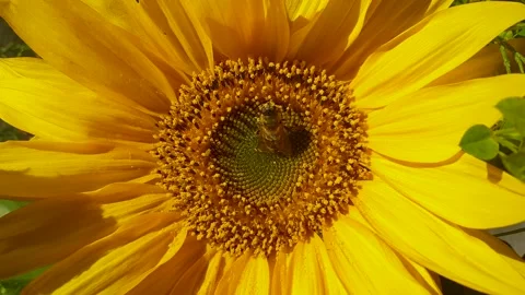 Closeup of a bee gathering pollen from a sunflower 動画素材 161649941
