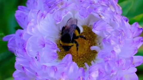 A closeup of a bee getting some pollen from a beautiful flower Stock Footage 93330381