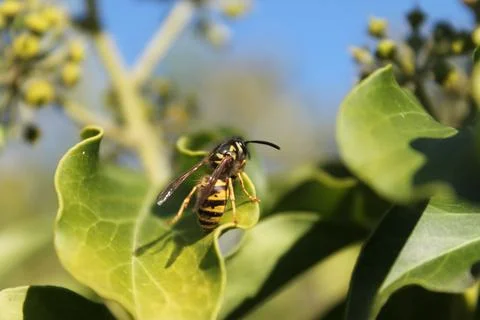 Closeup of a bee on a green leaf in the sunlight Stock Photos