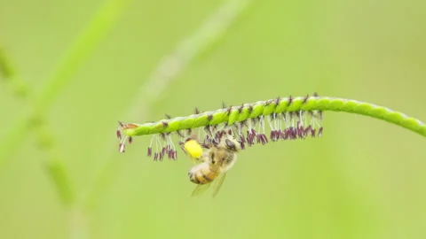 Closeup of bee hanging from grass spikelet (Paspalum distichum). Slow motion Stock Footage 288015016