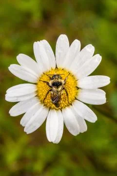 Closeup of a Bee Perfectly Centered on a Daisy Flower with water Stock-Fotos