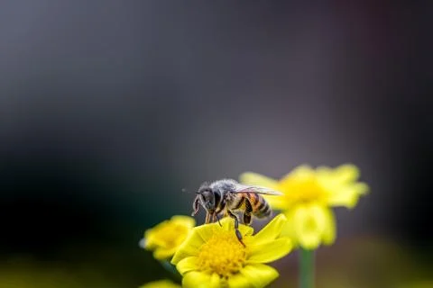 Closeup of a Bee Foto stock