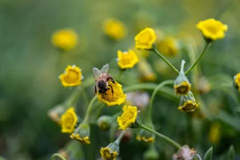 Closeup of a Bee Foto stock