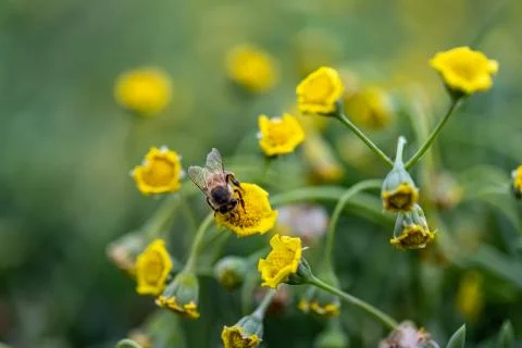Closeup of a Bee Foto stock
