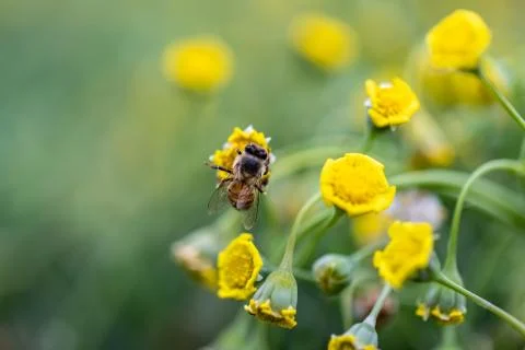 Closeup of a Bee Foto stock
