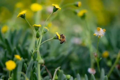Closeup of a Bee Foto stock