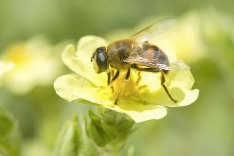 Closeup of bee. Stock Photos