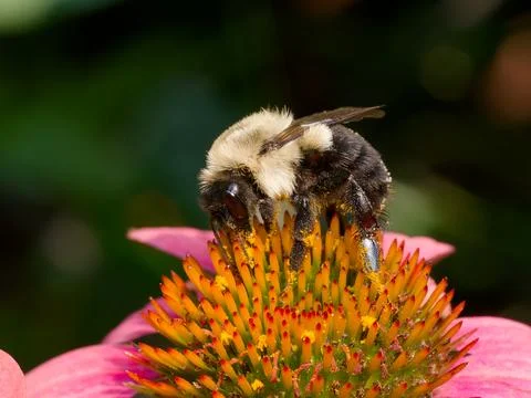Closeup of Bee Polinator Foto stock
