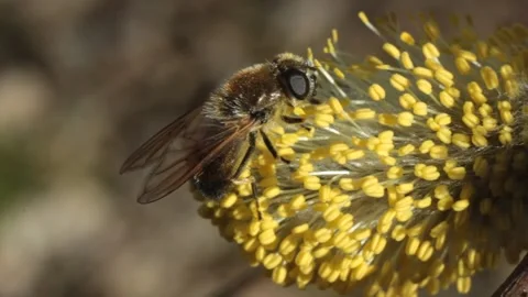 Closeup the bee pollinate a flower Stock Footage 133228221