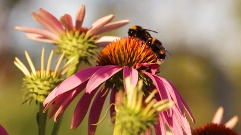 Closeup the bee pollinate a flower Stock Footage 135472790