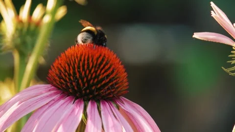 Closeup the bee pollinate a flower Stock Footage 135472820