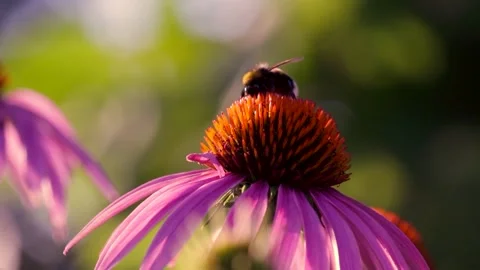 Closeup the bee pollinate a flower Stock Footage 135472841
