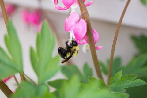 Closeup of Bee Pollinating a Bleeding Heart Flower Stock Photos