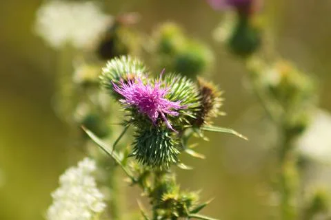 Closeup of bee pollinating a common chicory flower with green blurred backgro Stock Photos