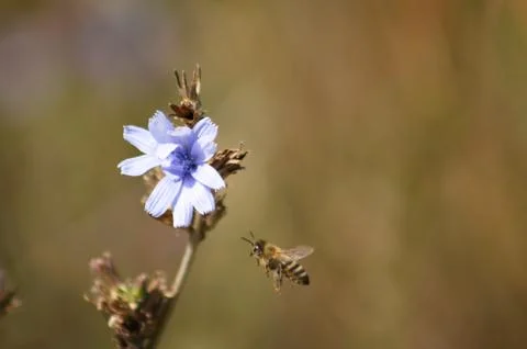 Closeup of bee pollinating common chicory flower with blurred background Stock Photos