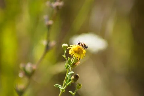 Closeup of bee pollinating common fleabane flower with blurred background Foto stock
