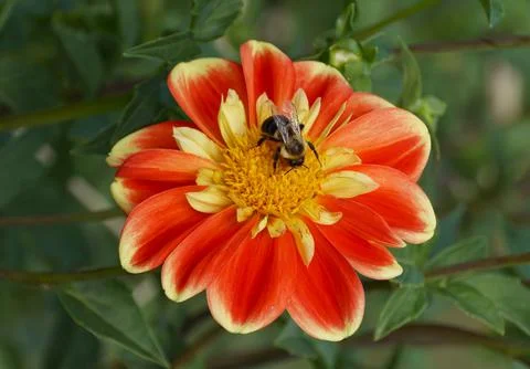 Closeup of a bee pollinating a red and yellow Dahlia flower Foto stock