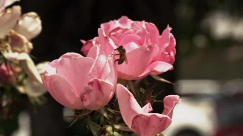 Closeup of a bee pollinating roses in the garden Stock Footage 267055017