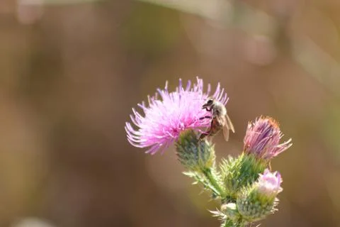 Closeup of bee pollinating spiny plumeless thistle flower with blurred backgr Stock Photos