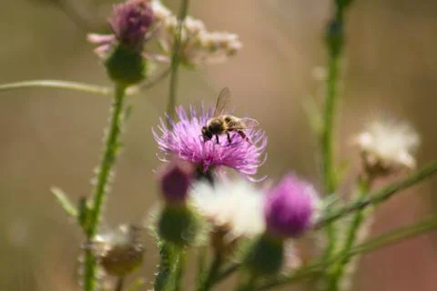 Closeup of bee pollinating spiny plumeless thistle flower with selective focu Stock-Fotos