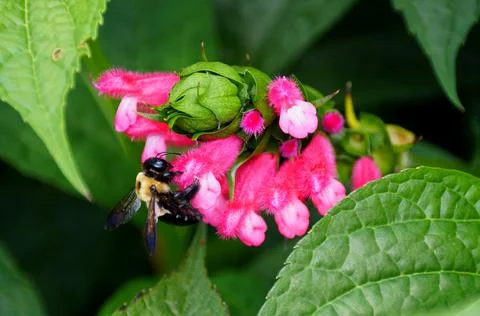 Closeup of a bee pollinating a tiny pink flower Stock Photos
