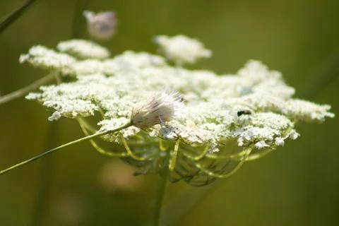 Closeup of bee pollinating water mint flower with selective focus on foregrou Stock Photos