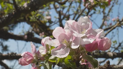 Closeup of a Bee pollinating white and pink apple blossomin spring Stock Footage 129759711