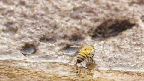 Closeup of bee resting next to a puddle of water Stock Footage 290433741