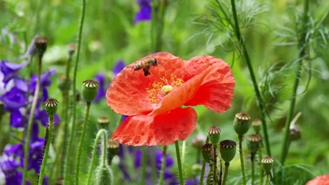 Closeup of a bee in slow motion approaching a poppy flower Vidéo 310140935