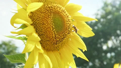 Closeup, a bee on a sunflower. Vídeos de archivo 138444512
