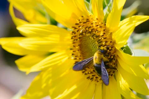 Closeup of a bee on a sunflower Stock Photos