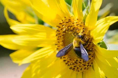 Closeup of a bee on a sunflower Stock Photos