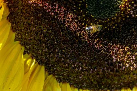 Closeup of bee on sunflower Stock Photos