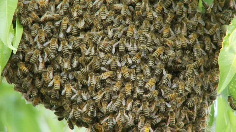 Closeup of bee swarm Stock Footage 365126