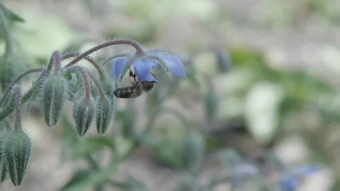Closeup of a bee visiting a borage blossom Video stock 280139637