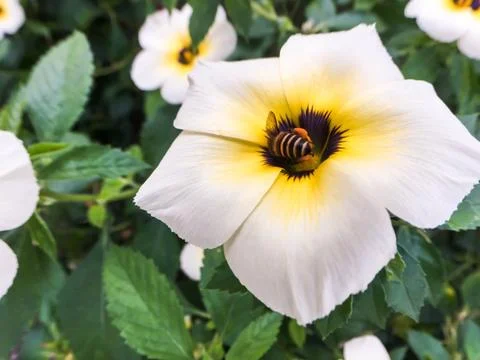 Closeup bee on white flower Stock Photos