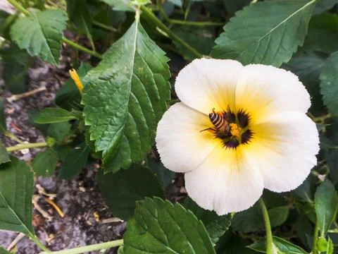 Closeup bee on white flower Stock Photos