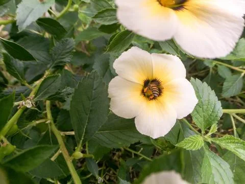 Closeup bee on white flower Stock Photos