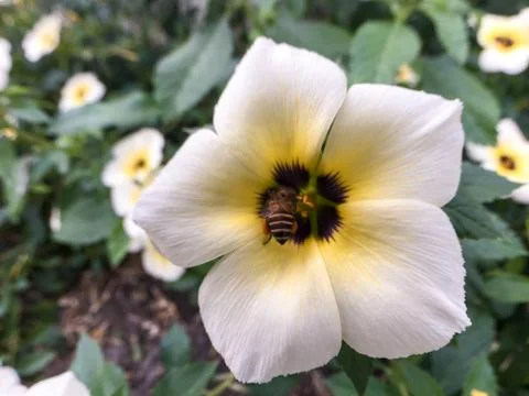 Closeup bee on white flower Stock Photos