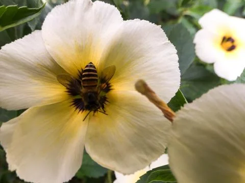 Closeup bee on white flower Stock Photos