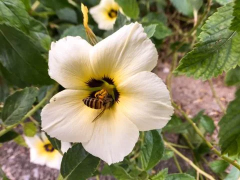 Closeup bee on white flower Stock Photos