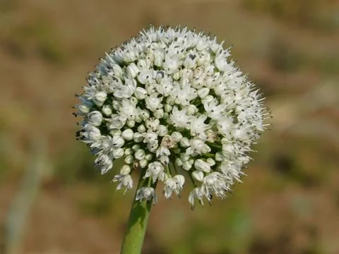 Closeup of bee on a white onion flower. These are the onion flowers seeds . Stock Photos