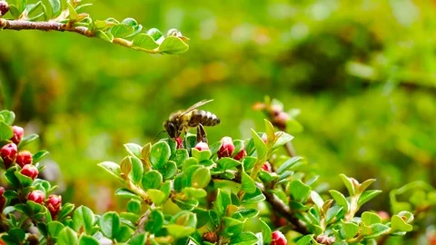Closeup bee at work Stock Footage 76449184