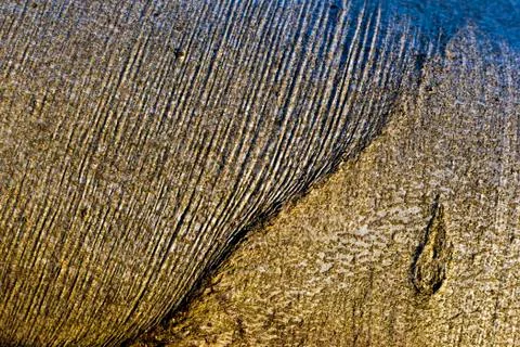 Closeup of beech bark Foto stock