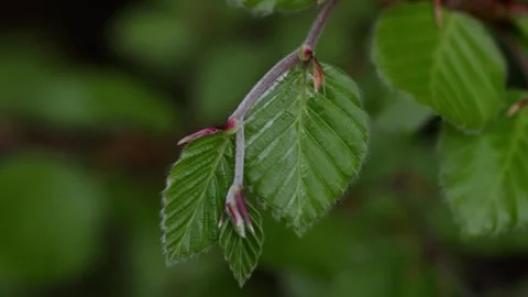 Closeup of a Beech leaf, Fagus sylvatica, in Spring. Wales. UK Stock Footage 334997146