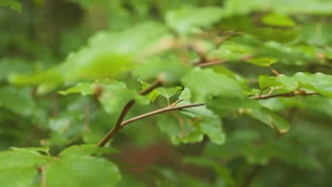 Closeup of beech leaves and branches in a forest in slow motion Stock Footage 138082548