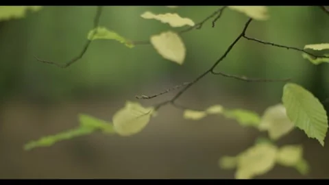 Closeup of beech leaves, an autumnal leaf hangs by a thread. (2 of 5) 库存影片 290868567